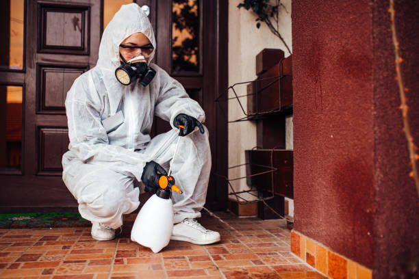 Reliable Wasp Removal contractor in Town and Country, WA by Show Me Pest Control